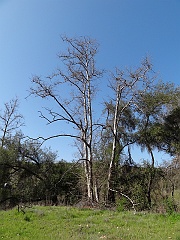 platanus racemosa